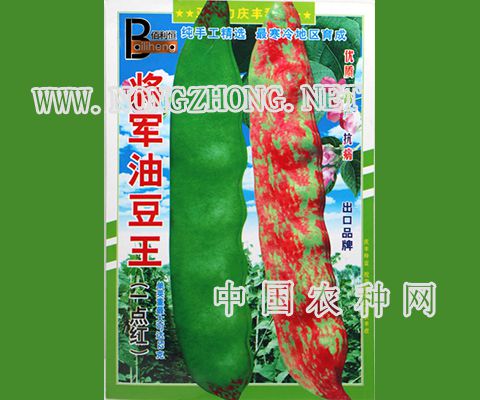 将军油豆王豆角种子